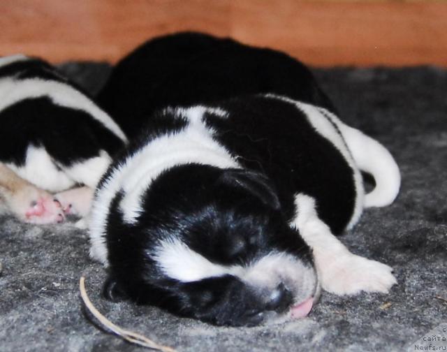 Фото: ньюфаундленд Sent Djons Peppi Dlinny Chulok (Сент Джонс Пеппи Длинный Чулок)