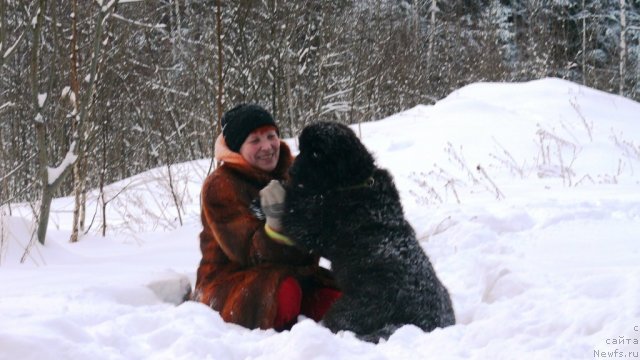 Фото: ньюфаундленд Very Fairweathers Zhade, Irina Kozlovskaya (Ирина Козловская)