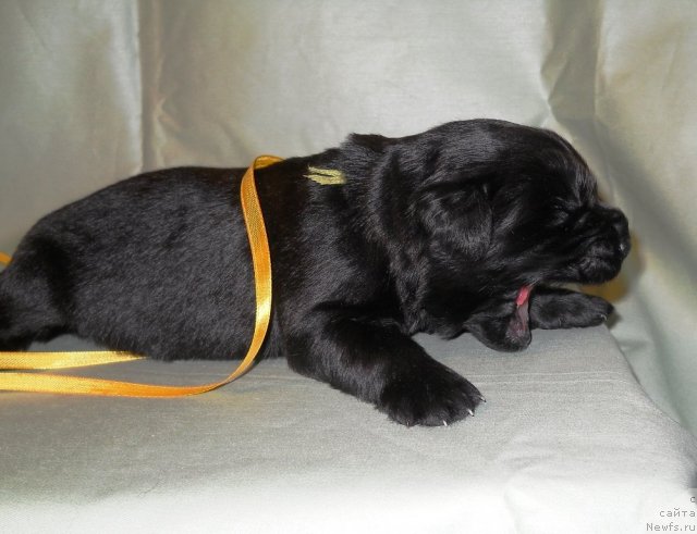 Фото: ньюфаундленд Skazka s Podnojiya Kilimandjaro (Сказка с Подножия Килиманджаро)