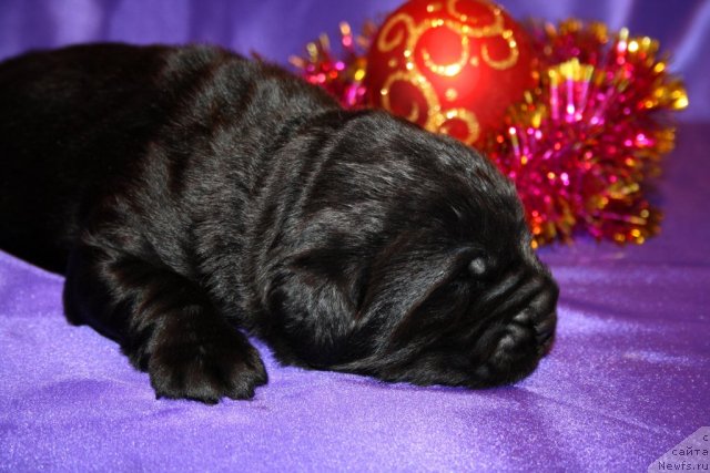 Фотография № 114214