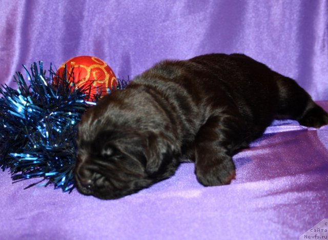 Фото: сын, ньюфаундленд Super Premium Jani Monik (Супер Премиум Жани Моник), ньюфаундленд Very Fairweathers X'Got The Rhythm