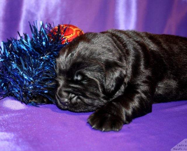 Фото: сын, ньюфаундленд Super Premium Jani Monik (Супер Премиум Жани Моник), ньюфаундленд Very Fairweathers X'Got The Rhythm