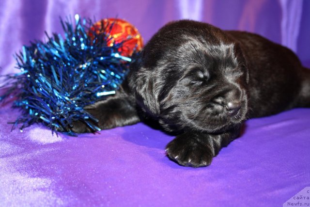 Фото: сын, ньюфаундленд Super Premium Jani Monik (Супер Премиум Жани Моник), ньюфаундленд Very Fairweathers X'Got The Rhythm