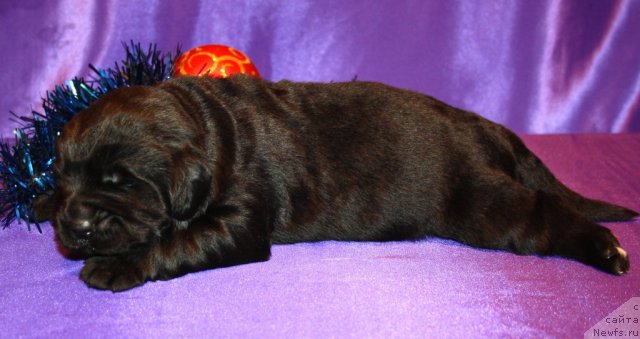 Фото: сын, ньюфаундленд Super Premium Jani Monik (Супер Премиум Жани Моник), ньюфаундленд Very Fairweathers X'Got The Rhythm