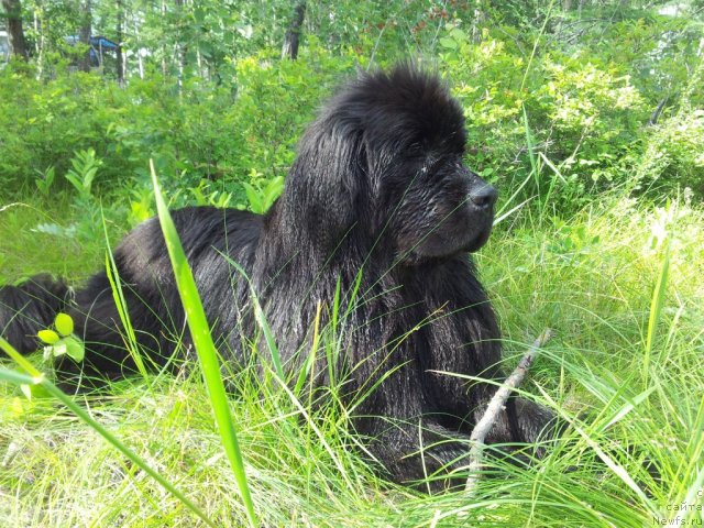 Фото: ньюфаундленд Zampl Pritti  iz Medvej'ego YAra (Зампл Притти  из Медвежьего Яра)