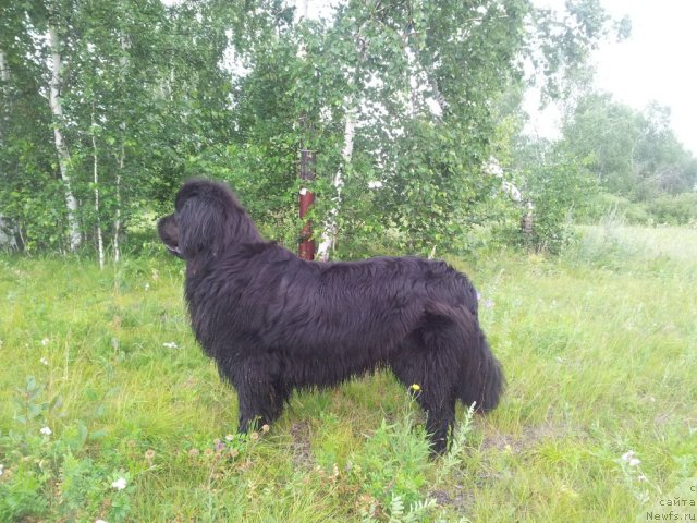 Фото: ньюфаундленд Zampl Pritti  iz Medvej'ego YAra (Зампл Притти  из Медвежьего Яра)