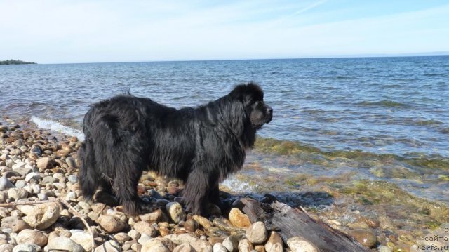Фото: ньюфаундленд Zampl Pritti  iz Medvej'ego YAra (Зампл Притти  из Медвежьего Яра)