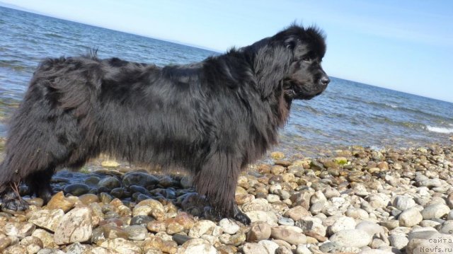 Фото: ньюфаундленд Zampl Pritti  iz Medvej'ego YAra (Зампл Притти  из Медвежьего Яра)