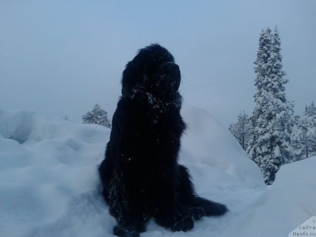 Фото: ньюфаундленд Akvatoriya Kelvin Koroleva Margo (Акватория Келвин Королева Марго), ньюфаундленд Akvatoriya Kelvin Koroleva Margo (Акватория Келвин Королева Марго)