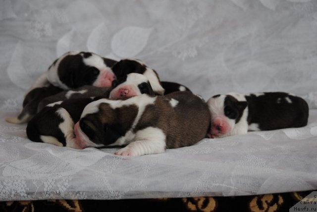 Фотография № 114227