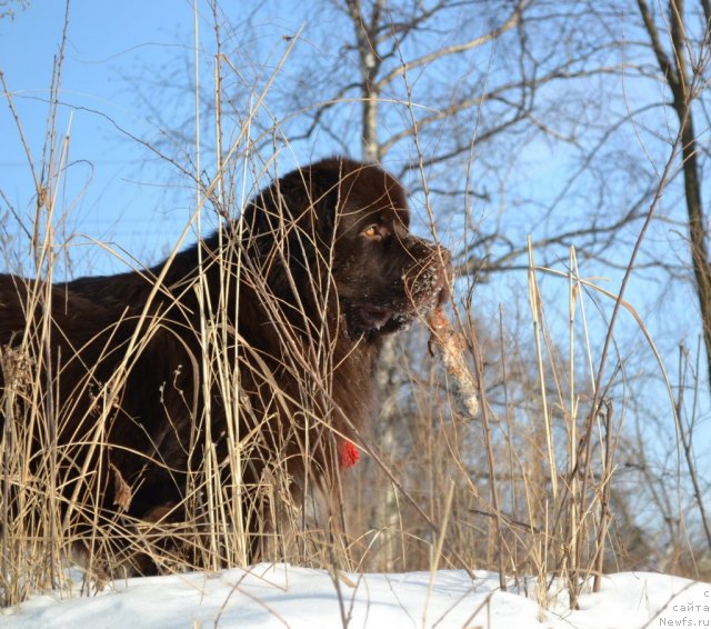 Фото: ньюфаундленд Aquatoriya Kelvin Riverdance (Акватория Келвин Риверданс)