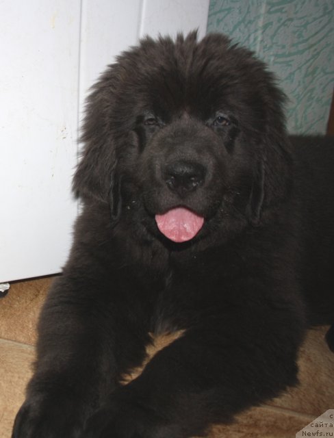 Фотография № 114240