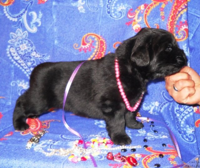 Фото: ньюфаундленд Risk Mavenzi Ametist (Риск Мавензи Аметист)