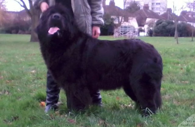 Фото: ньюфаундленд Topgallant's Brigantine