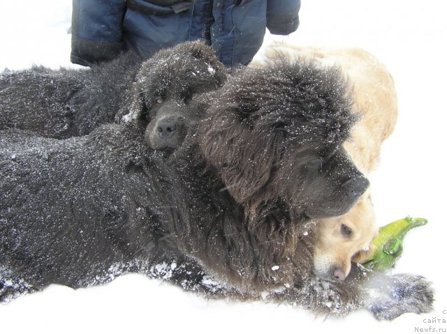Фото: ньюфаундленд Dyurbahler Klab Al'faretta Vin'etta (Дюрбахлер Клаб Альфаретта Виньетта), ньюфаундленд Melty Wave Marine Tifeya (Мелти Вейв Марин Тифея)