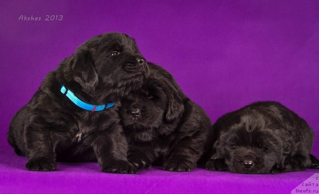 Фото: ньюфаундленд Soul of Rouz Alister (Соул оф Роуз Алистер), ньюфаундленд Soul of Rouz Azura (Соул оф Роуз Азура), ньюфаундленд Soul of Rouz Assia (Соул оф Роуз Ассиа)