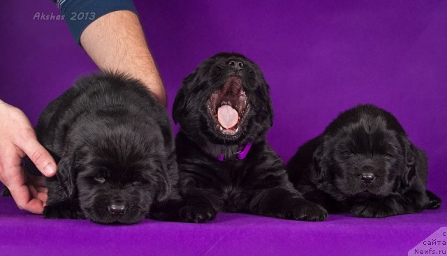 Фото: ньюфаундленд Soul of Rouz Alister (Соул оф Роуз Алистер), ньюфаундленд Soul of Rouz Azura (Соул оф Роуз Азура), ньюфаундленд Soul of Rouz Assia (Соул оф Роуз Ассиа)