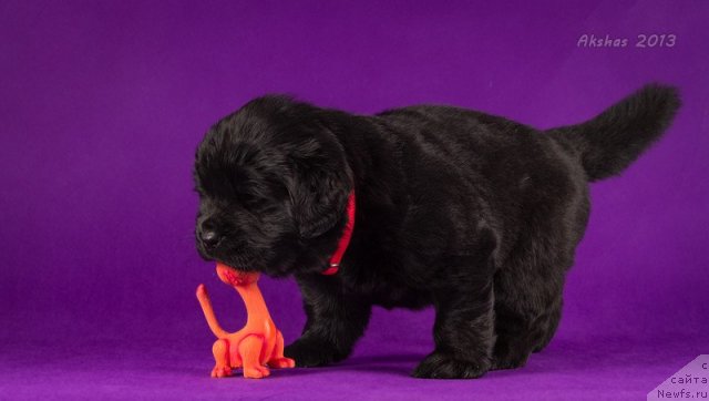 Фото: ньюфаундленд Soul of Rouz Arlin (Соул оф Роуз Арлин)