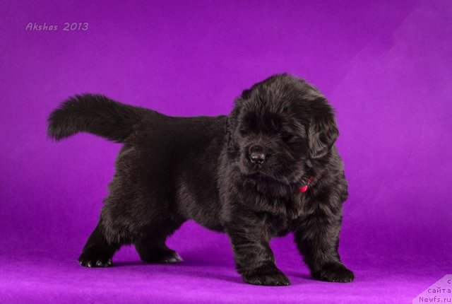 Фото: ньюфаундленд Soul of Rouz Arlin (Соул оф Роуз Арлин)