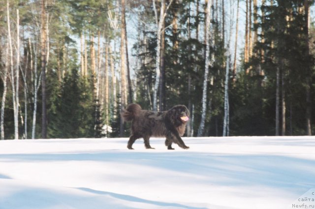 Фото: Black Lady Kranz Portos