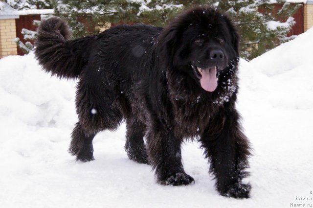 Фотография № 114286