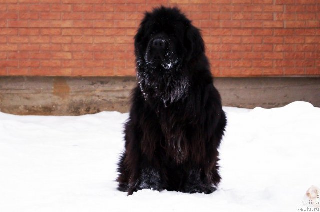 Фотография № 114287