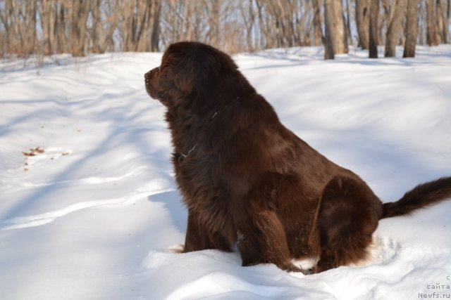 Фото: ньюфаундленд Arkadiya Vivat Arbona (Аркадия Виват Арбона)