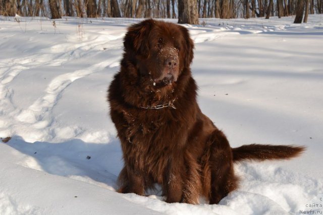 Фото: ньюфаундленд Arkadiya Vivat Arbona (Аркадия Виват Арбона)