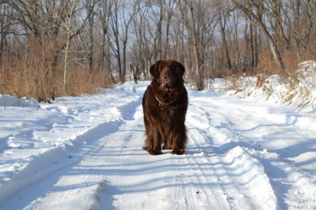 Фото: ньюфаундленд Arkadiya Vivat Arbona (Аркадия Виват Арбона)