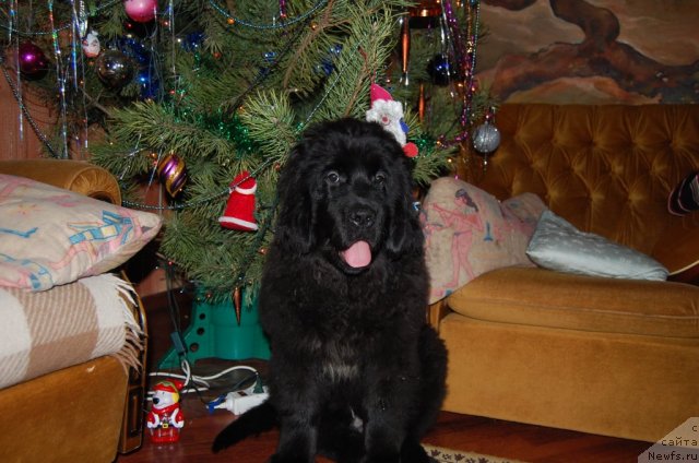 Фото: ньюфаундленд N'yufort Hay Born (Ньюфорт Хай Борн)