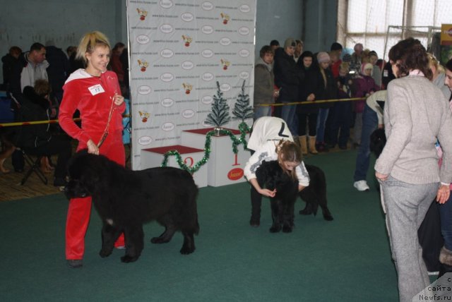 Фото: ньюфаундленд Plushevaya Panda Centre Stage (Плюшевая Панда Центре Стаге)