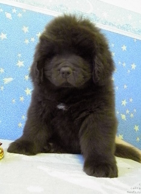 Фото: ньюфаундленд Charli The Best Helfi Pel (Чарли Де Бест Хелфи Пэл)