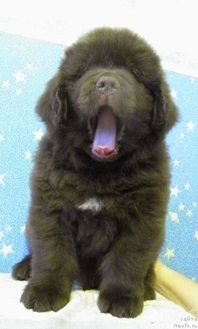 Фото: ньюфаундленд Charli The Best Helfi Pel (Чарли Де Бест Хелфи Пэл)