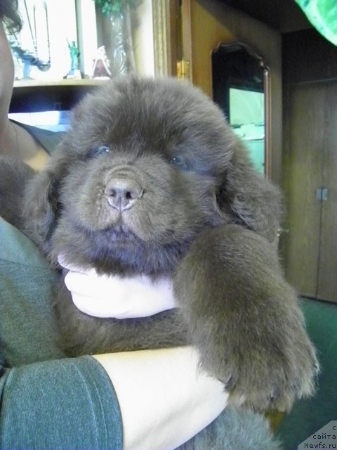 Фото: ньюфаундленд Charli The Best Helfi Pel (Чарли Де Бест Хелфи Пэл)