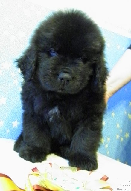 Фото: ньюфаундленд CHarl'z Balu Blek Biar (Чарльз Балу Блек Биар)
