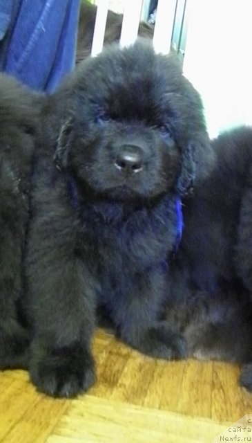 Фото: ньюфаундленд CHeyzer CHeyn Nayt (Чейзер Чейн Найт)