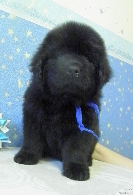 Фото: ньюфаундленд CHeyzer CHeyn Nayt (Чейзер Чейн Найт)