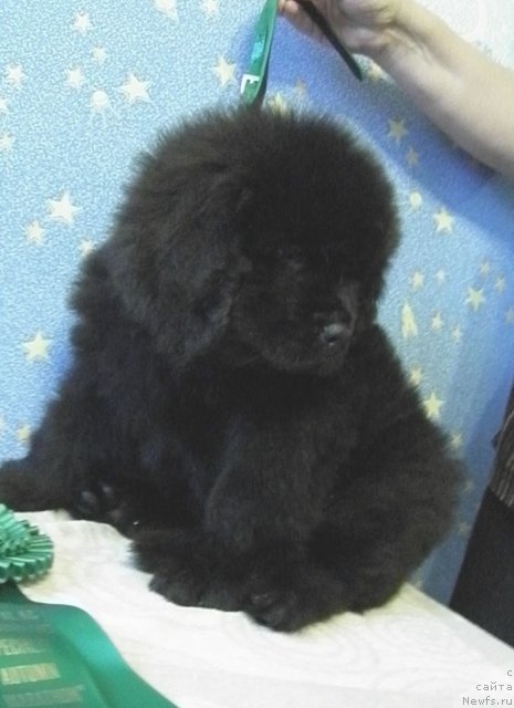 Фото: ньюфаундленд CHeyz Kaden Kleve Led (Чейз Каден Клеве Лед)