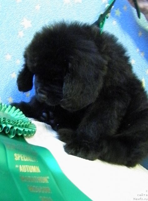 Фото: ньюфаундленд CHeyz Kaden Kleve Led (Чейз Каден Клеве Лед)