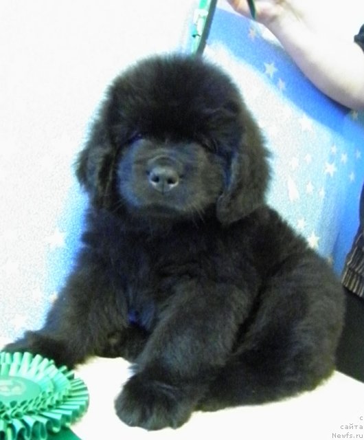 Фото: ньюфаундленд CHeyz Kaden Kleve Led (Чейз Каден Клеве Лед)