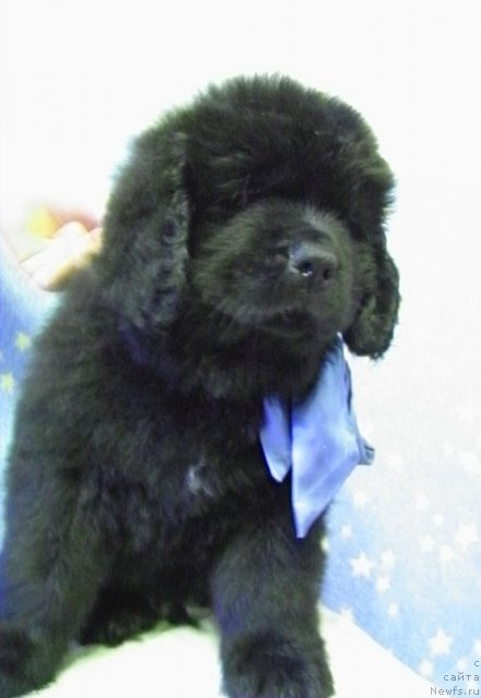 Фото: ньюфаундленд CHinua Dekam Laki Dyevil (Чинуа Декам Лаки Дэвил)