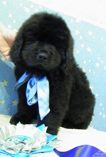 Фото: ньюфаундленд CHinua Dekam Laki Dyevil (Чинуа Декам Лаки Дэвил)