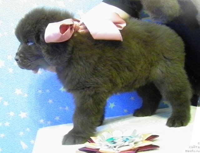 Фото: ньюфаундленд Chara Hani Les (Чара Хани Лес)