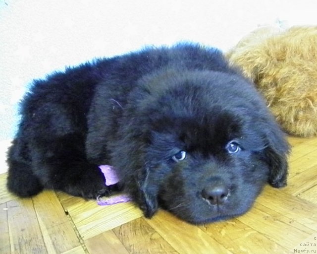 Фото: ньюфаундленд CHelesta Remarkabl Vench (Челеста Ремаркабл Венч)