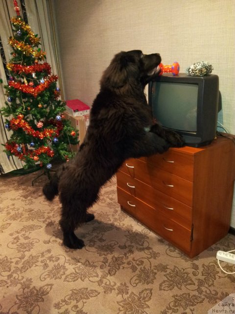 Фото: ньюфаундленд Plushevaya Panda Centre Stage (Плюшевая Панда Центре Стаге)