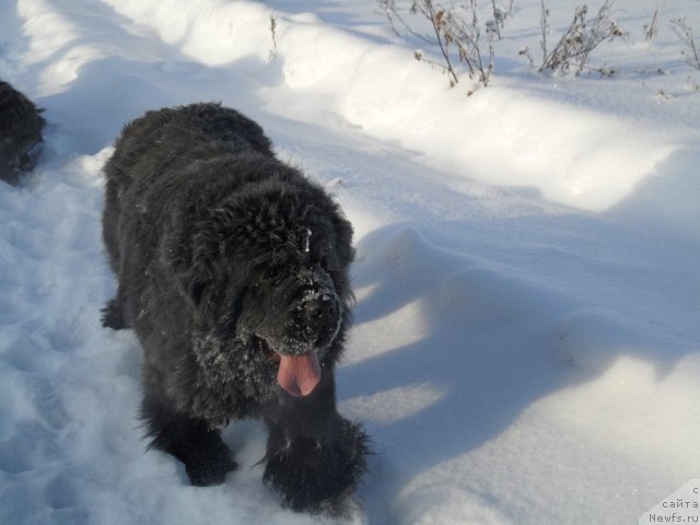 Фотография № 114345