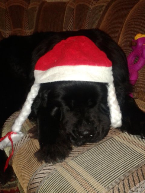 Фото: ньюфаундленд Akvatoriya Kelvin Koroleva Margo (Акватория Келвин Королева Марго)