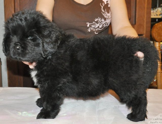 Фото: Кара Аюлар Winter Caramel