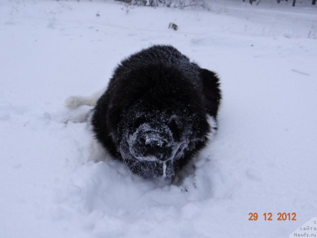 Фото: ньюфаундленд Fiamettahauz Pretti Drim (Фиаметтахауз Претти Дрим)