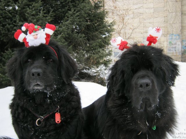 Фото: ньюфаундленд Jenev'ev Garni Ledyen (Женевьев Гарни Ледэн), ньюфаундленд Sent Djons Ulla for Kara Ayular (Сент Джонс Улла для Кара Аюлар)